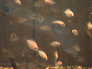 00_00035.jpg